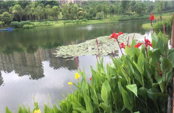 黑臭水体怎么处理？农村黑臭水体黄瓜视频在线播放方案